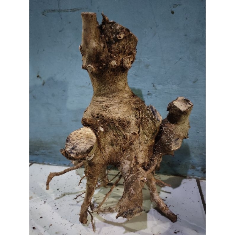 Jual bahan bonsai dongkelan sengani bogel realpic sesuai gambar 2kg ...