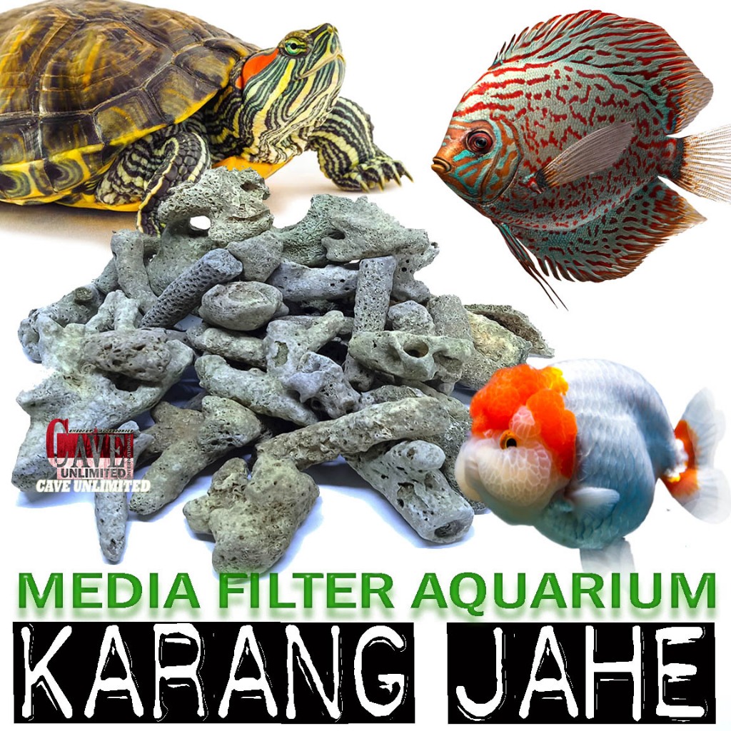 Jual KARANG JAHE MEDIA FILTER AQUARIUM PENSTABIL PH AKUARIUM KOLAM BATU ...