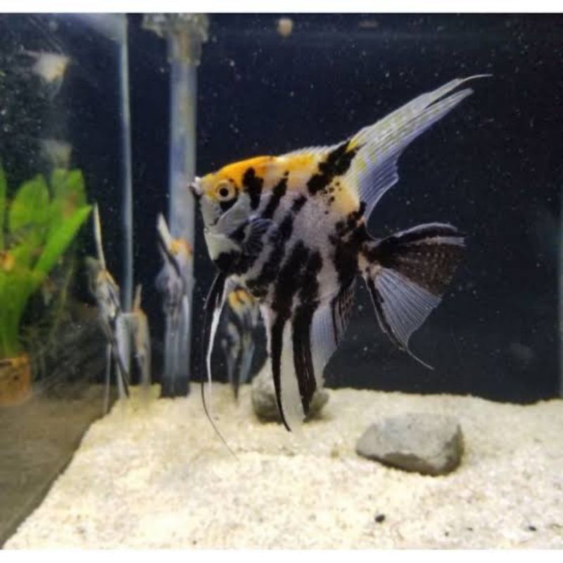 Jual MANFISH /ANGELFISH TRICOLOR | Shopee Indonesia