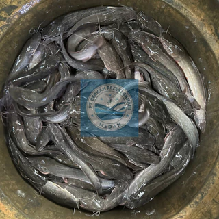 Jual Ikan Lele Per Kg Terlengkap Harga Terbaru Desember Shopee Indonesia