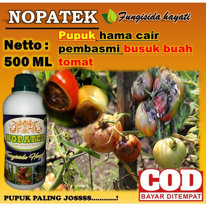 Jual New Pupuk Pembasmi Hama Busuk Buah Pada Tomat Pupuk Paling Joss Untuk Basmi Penyakit