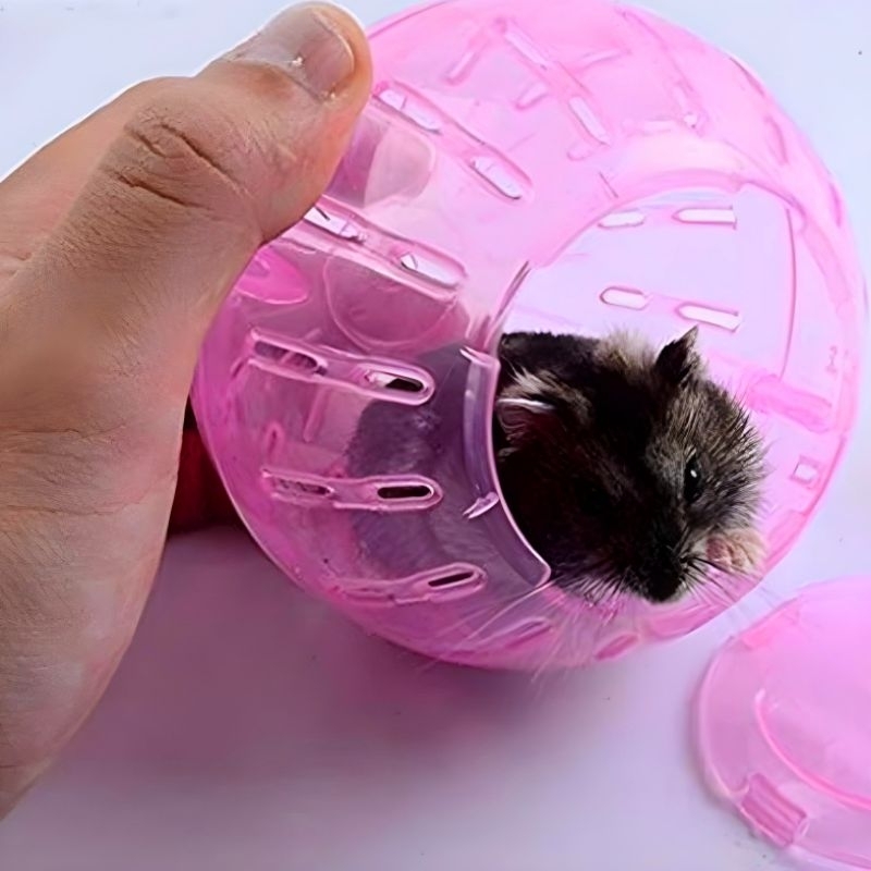 Jual BOLA GLINDING HAMSTER MINI《10 Cm》|| HAMSTER ROTATION BALL MINI ...