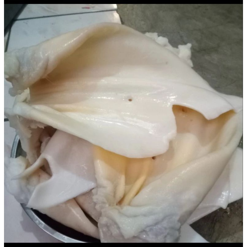 Jual kuping sapi putih bersih | Shopee Indonesia
