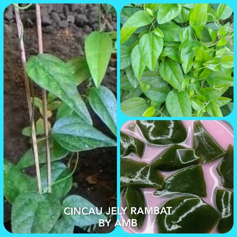 Jual Bibit Tanaman Daun Cincau Jelly Cincau Rambat Pohon Cincau ...