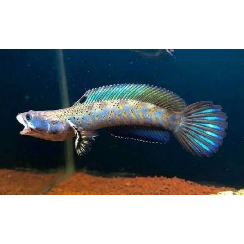 Jual Blue pulcra 2-5cm | Shopee Indonesia