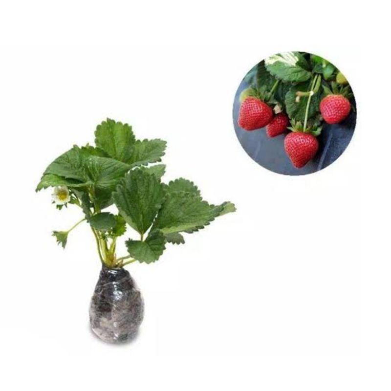 Jual Bibit Strawberry Jumbo Manis // Strawberry Australia // Strawberry ...