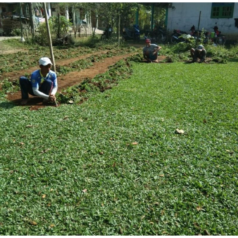 Jual Pemasangan rumput gajah mini area Jabodetabek | Shopee Indonesia