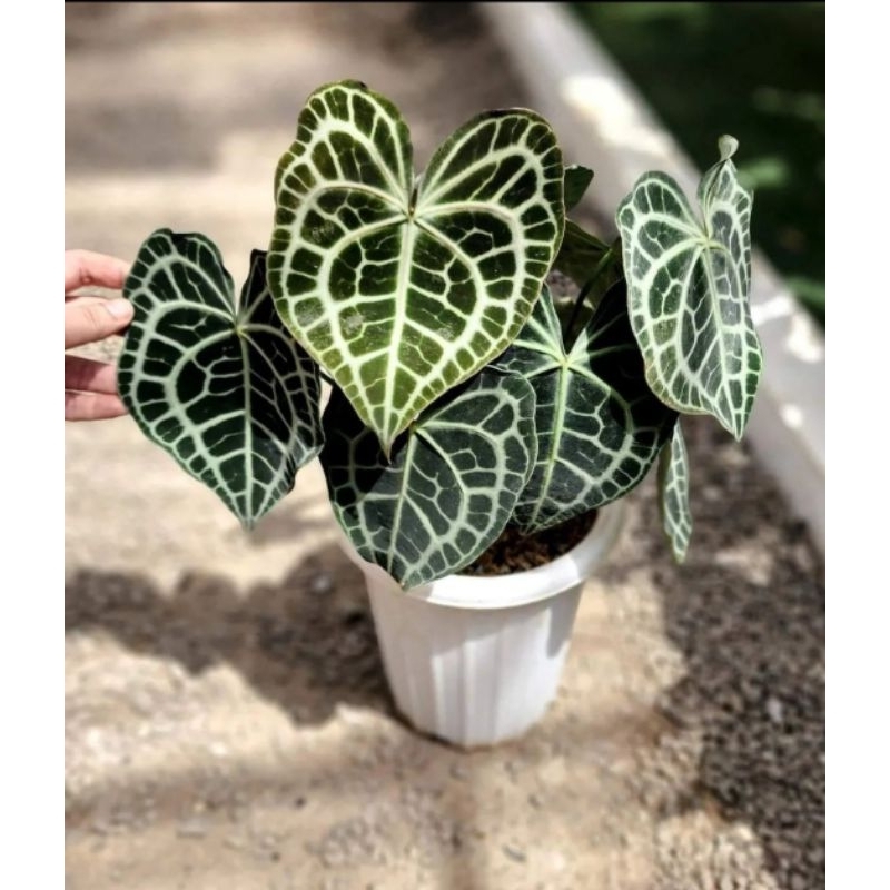Jual Anthurium Queen Clarinervium-Tanaman Hias Anthurium 4-6 Daun | Shopee  Indonesia