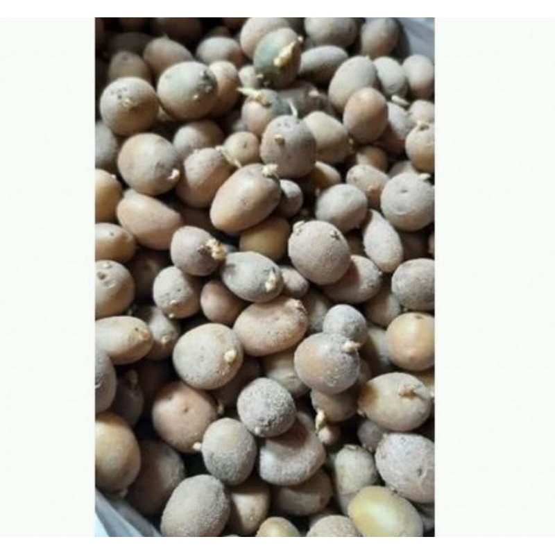 Jual Bibit/Benih Kentang Granola L G0/G1/Lokal Pangalengan | Shopee ...