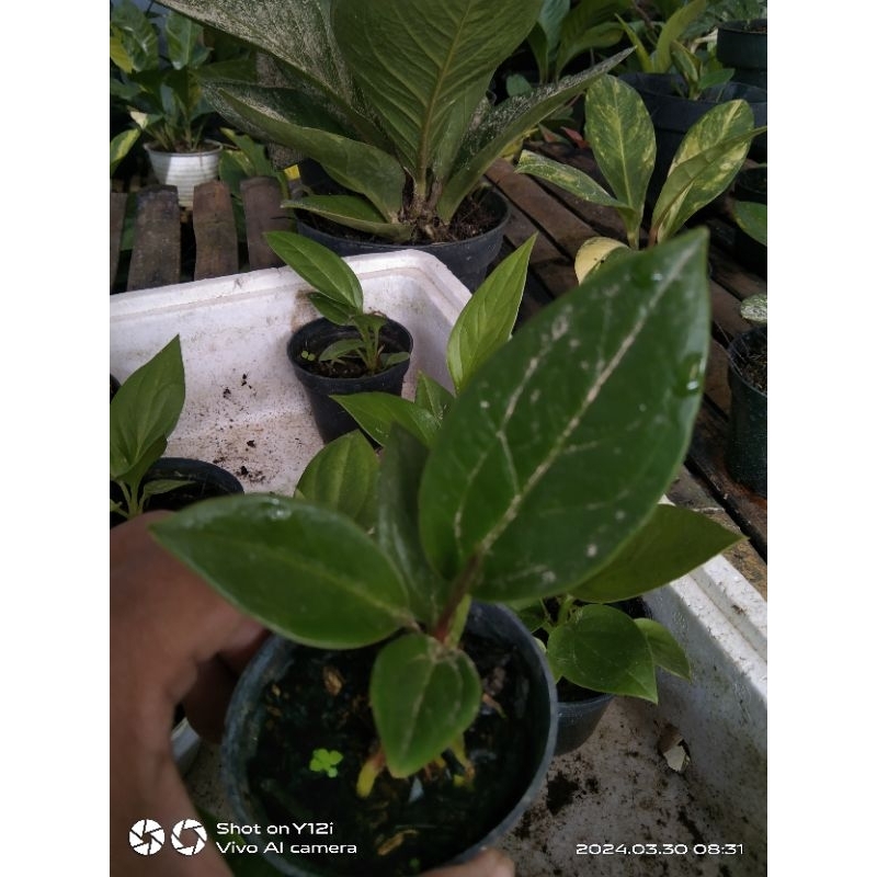 Jual bibit anturium cobra catalog | Shopee Indonesia