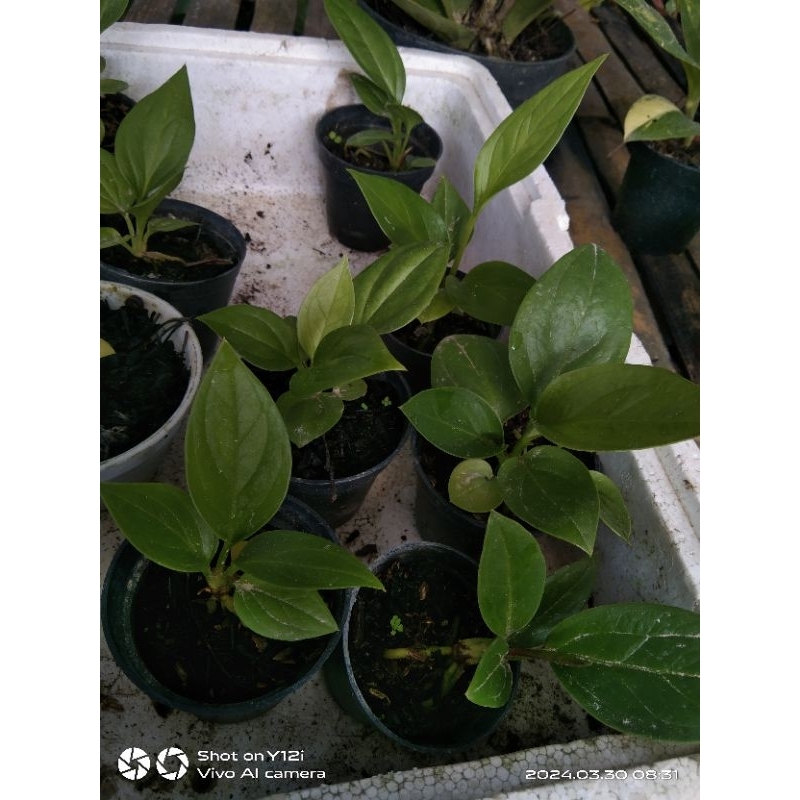 Jual bibit anturium cobra catalog | Shopee Indonesia
