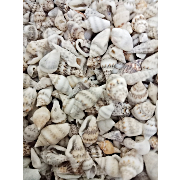 Jual (500gr) Kerang-kerang Kecil / Cangkang / Kulit Kerang / Shell ...