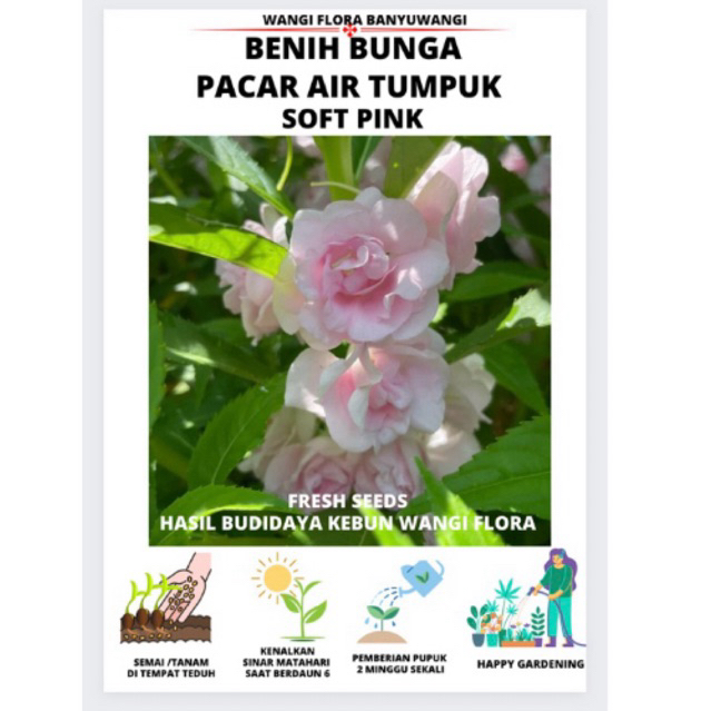 Jual Benih bunga Pacar air Tumpuk soft pink/Rose balsamina /Benih bunga ...