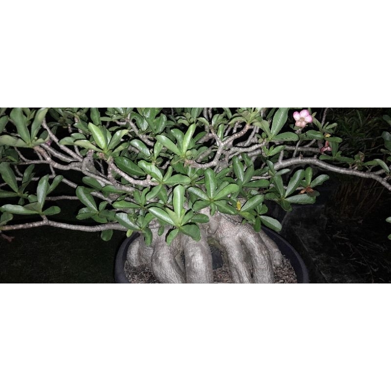 Jual ADENIUM JUMBO ID KHZ CABANG BRUTAL, LEBAR BENTANGAN 1METER UP ...