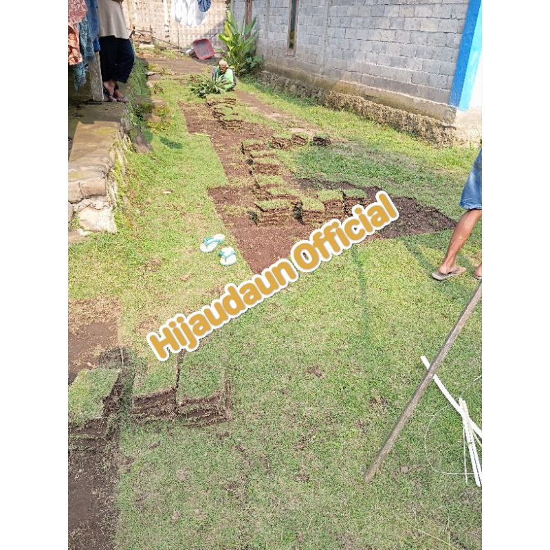 Jual Rumput Jepang Hidup Asli ( Per Lembar ) Kualitas Terbaik Cocok ...