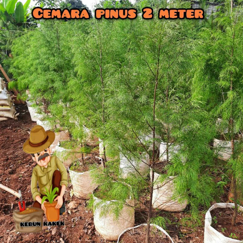 Jual TANAMAN CEMARA PINUS 2 METER / POHON CEMARA PINUS | Shopee Indonesia