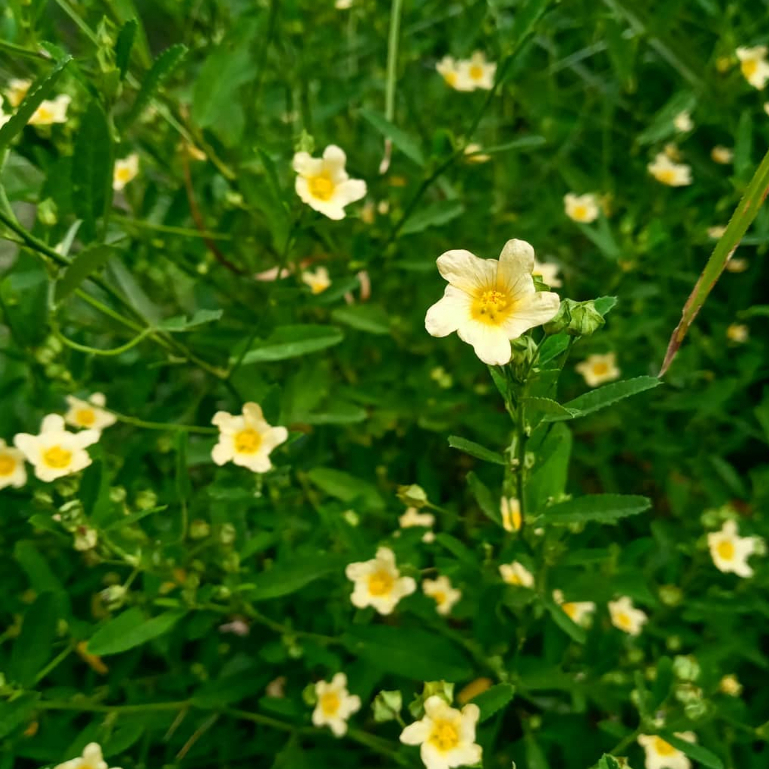 bibit sidaguri/sida rhombifolia tanaman herbal alami