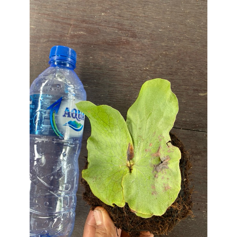 Jual anakan tanaman hias platycerium elemaria, stemaria x elephantotis ...