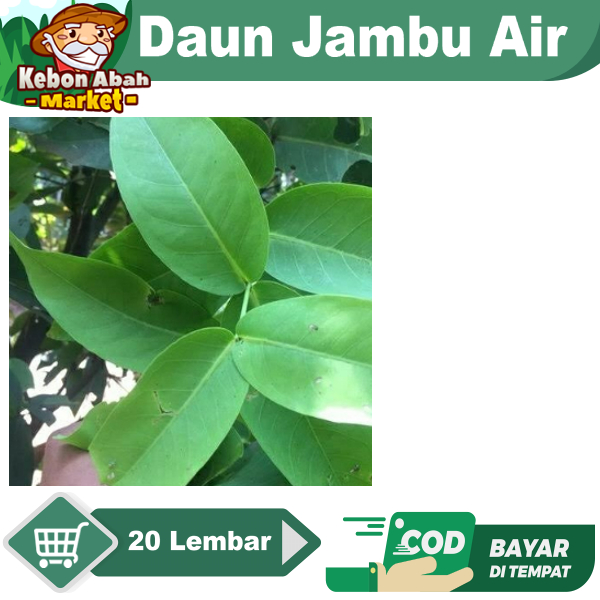 Jual Daun Jambu Air 20 Lembar Bungkus Tape Ketan Obat Herbal Shopee
