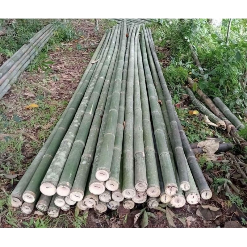 Jual Bambu Steger / Bambu Petung / Bambu Proyek | Shopee Indonesia