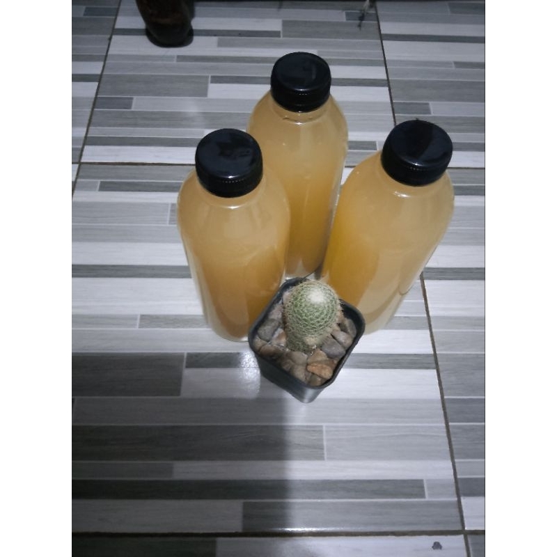 Jual Minuman intisari nanas | Shopee Indonesia