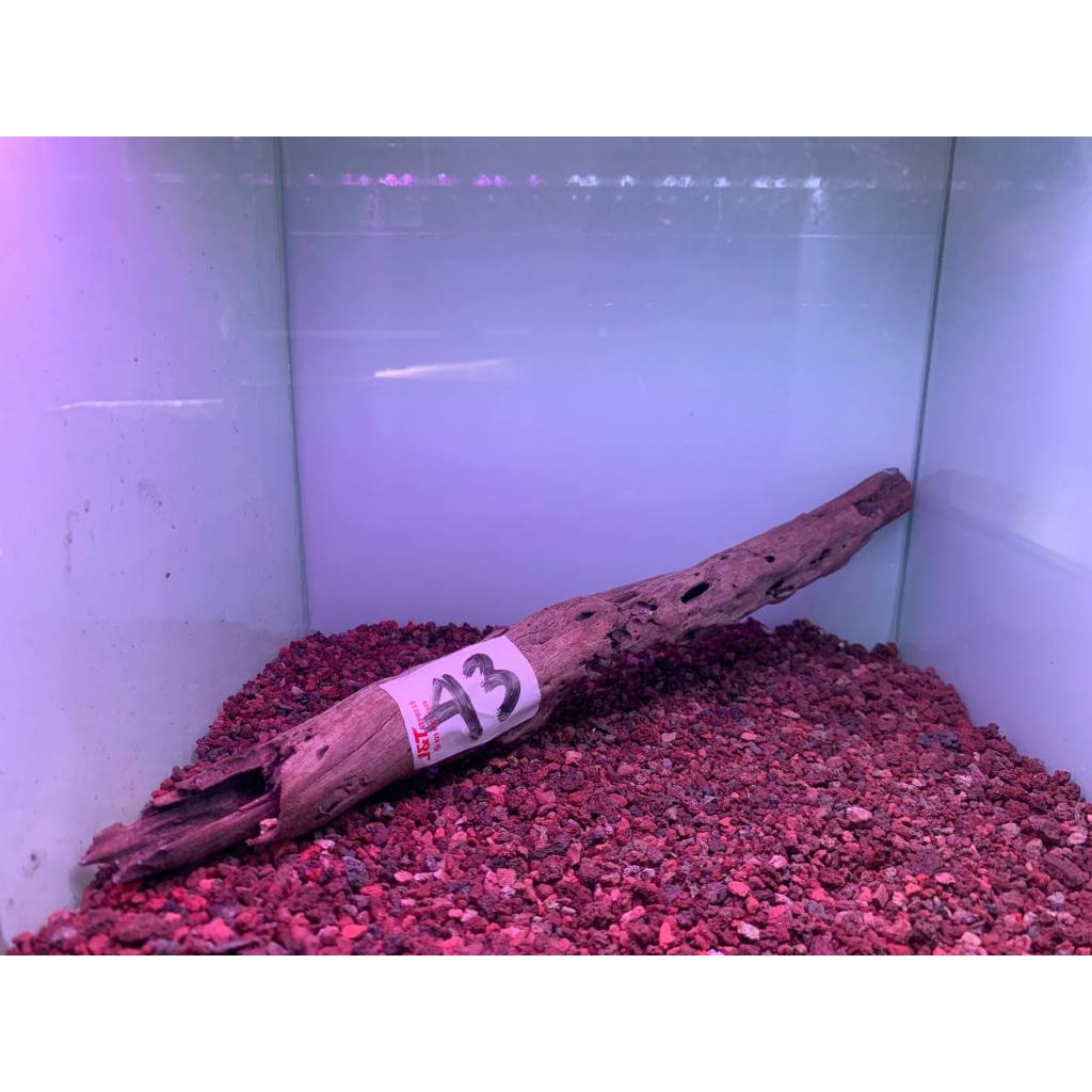 Jual Sudah Tenggelam Paket C Kayu Santigi Berkarakter Aquascape Hiasan Aquarium Hardscape