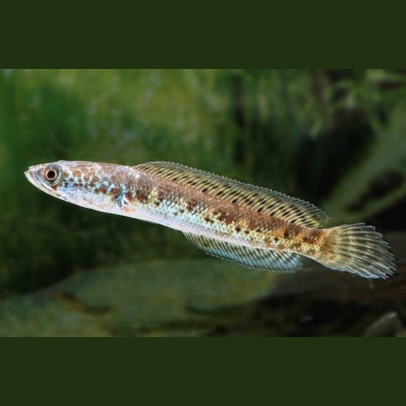 Jual ikan Channa auranti cb 3-4 cm good quality grade A snakehead