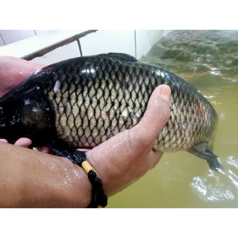 Jual Ikan mas bersar | Shopee Indonesia