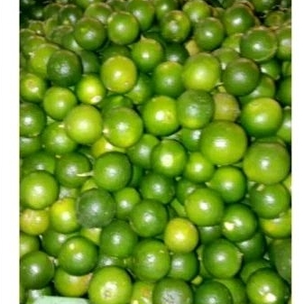 Jual Jeruk sangkit fresh 1kg | Shopee Indonesia