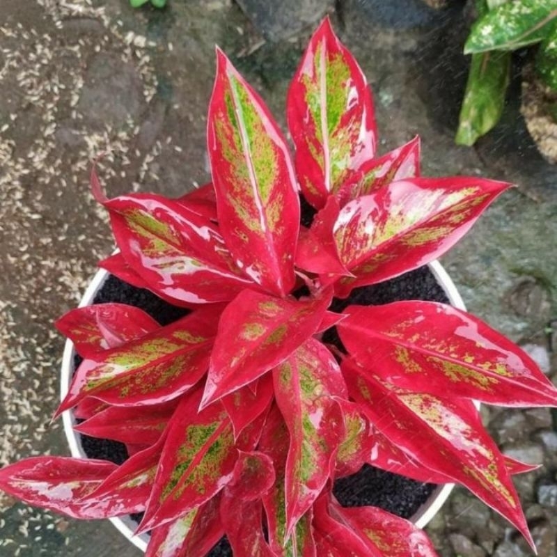 Jual Bunga Aglonema Tanian Lokal Jenis Red Siam merah | Shopee Indonesia