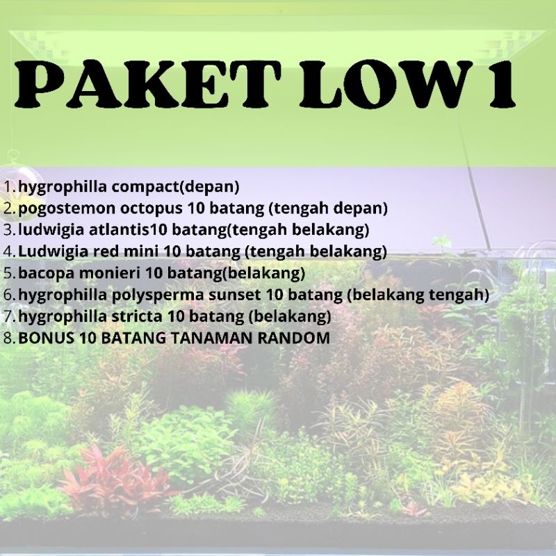 Jual Paket Tanaman Aquascape Pemula Low Co Tanaman Aquascape Tanpa Co