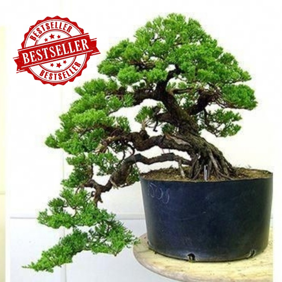 Jual 05 Tanaman Hias Cemara Buaya - Bibit Bonsai | Shopee Indonesia