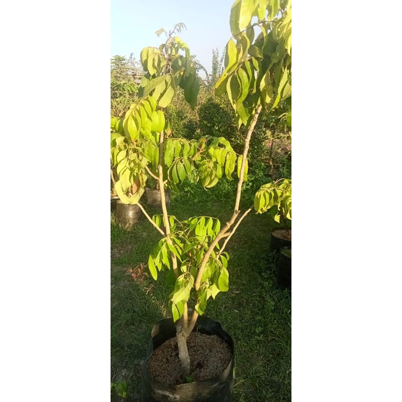 Jual indukan batang besar Kelengkeng new kristal | Shopee Indonesia