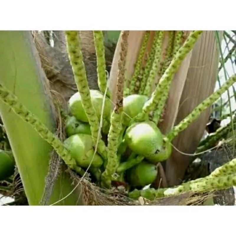 Jual 10 buah kelapa kecil fresh / bluluk / tembuluk | Shopee Indonesia