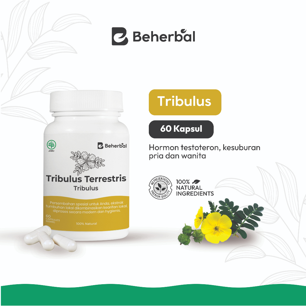 Jual Beherbal Tribulus Kapsul Pure Tribulus Terrestris Capsule Untuk ...