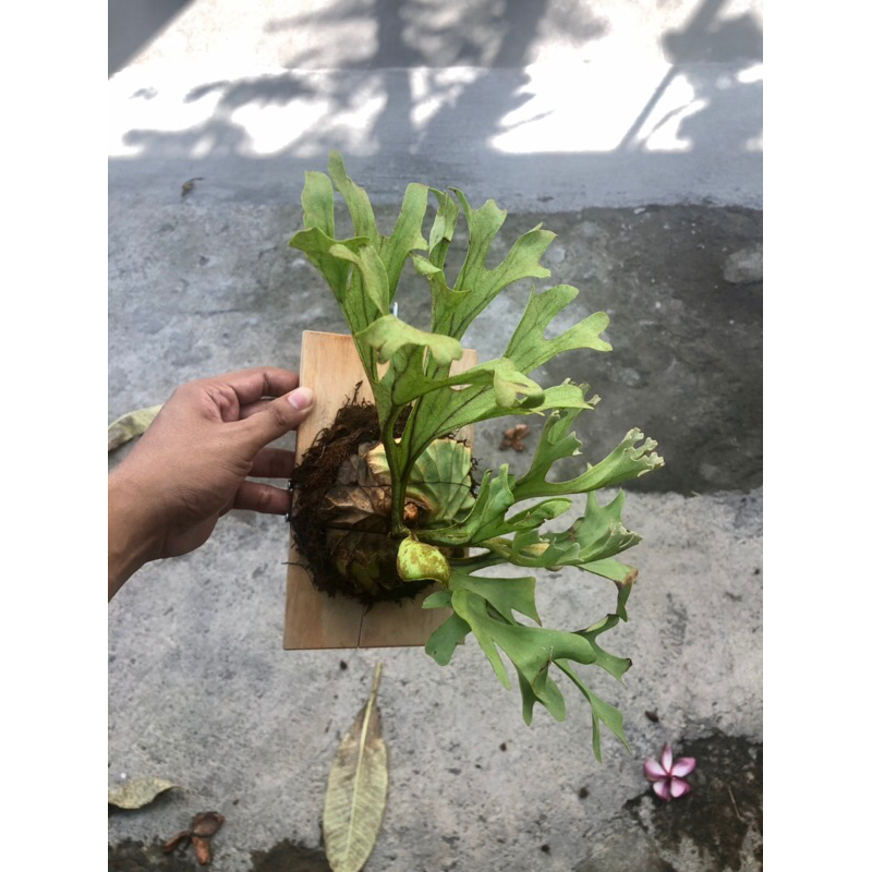 Jual PLATYCERIUM RIDLEYI RAWATAN PAPAN 15x20 | SIMBAR | TANDUK RUSA ...