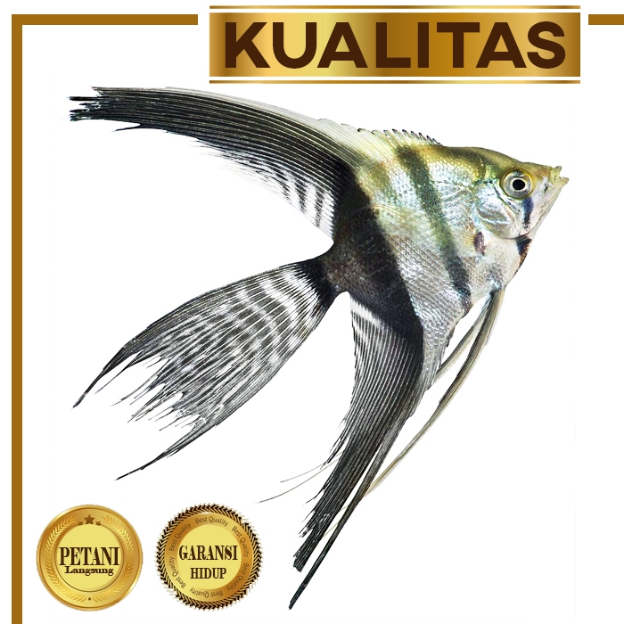Jual Manfish Zebra Slayer Ikan Hias Aquascape Hiasan Aquarium Tanaman ...