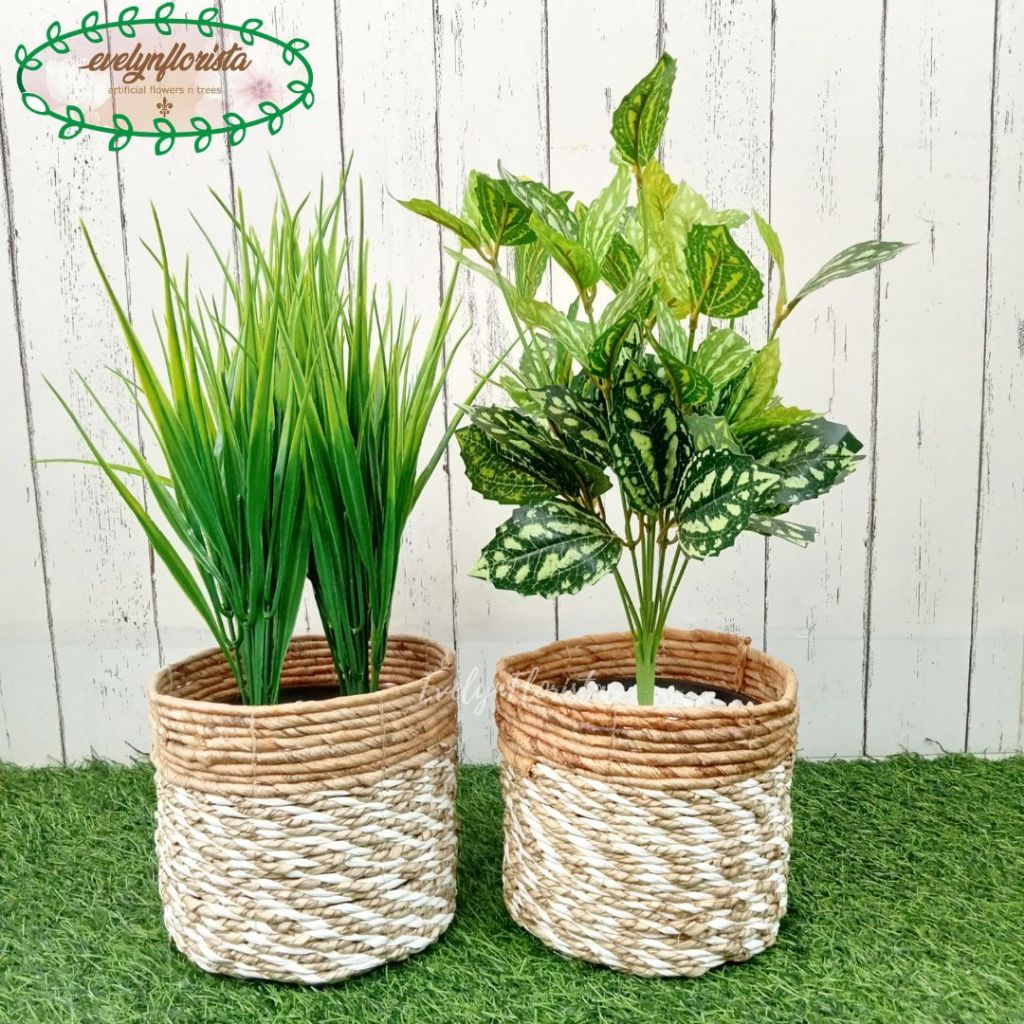 Jual Tanaman Hias Daun Kucai X4 & Tanaman Hias Watermelon Cover Pot ...