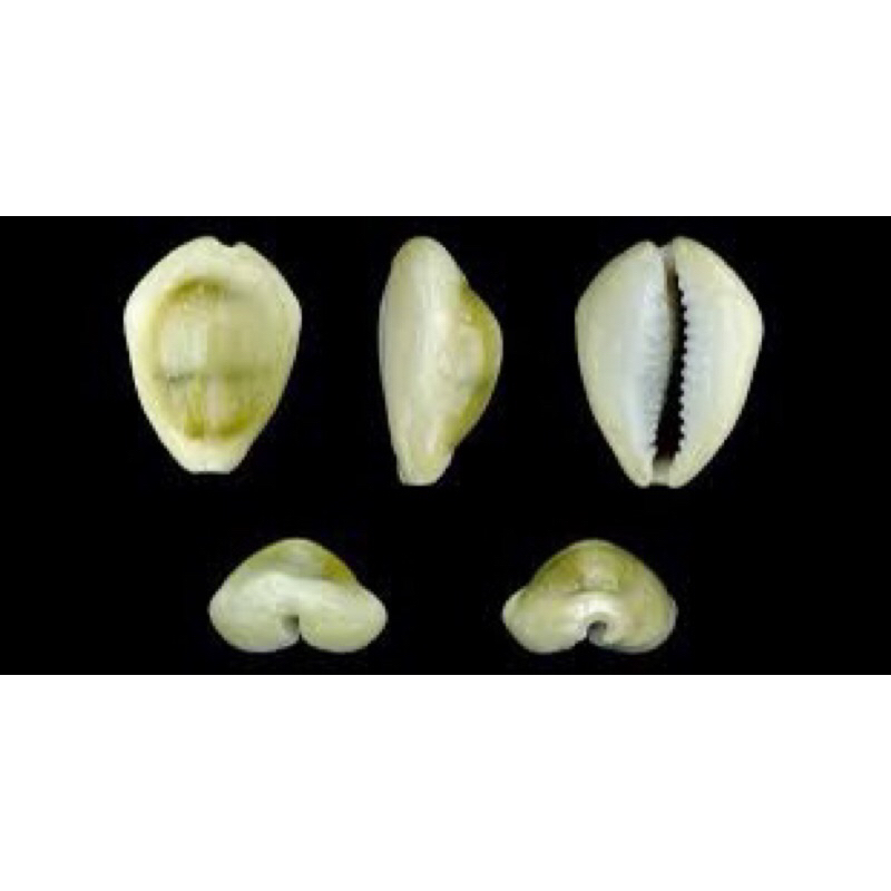 Jual kerang Kuwuk cangkang kerang buli kuning shells | Shopee Indonesia