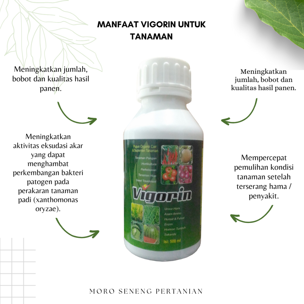Jual VIGORIN 500 ML | Shopee Indonesia