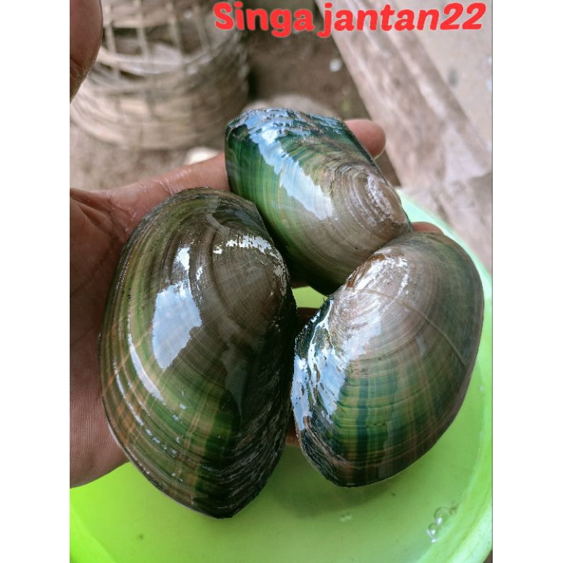 Jual Kijing kerang air tawar ukuran sedang seafood | Shopee Indonesia