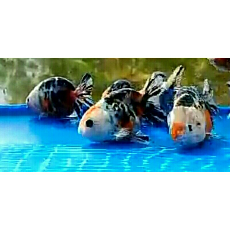 Jual ikan mas koki Lioncu sapi Tri CoLor grade | Shopee Indonesia