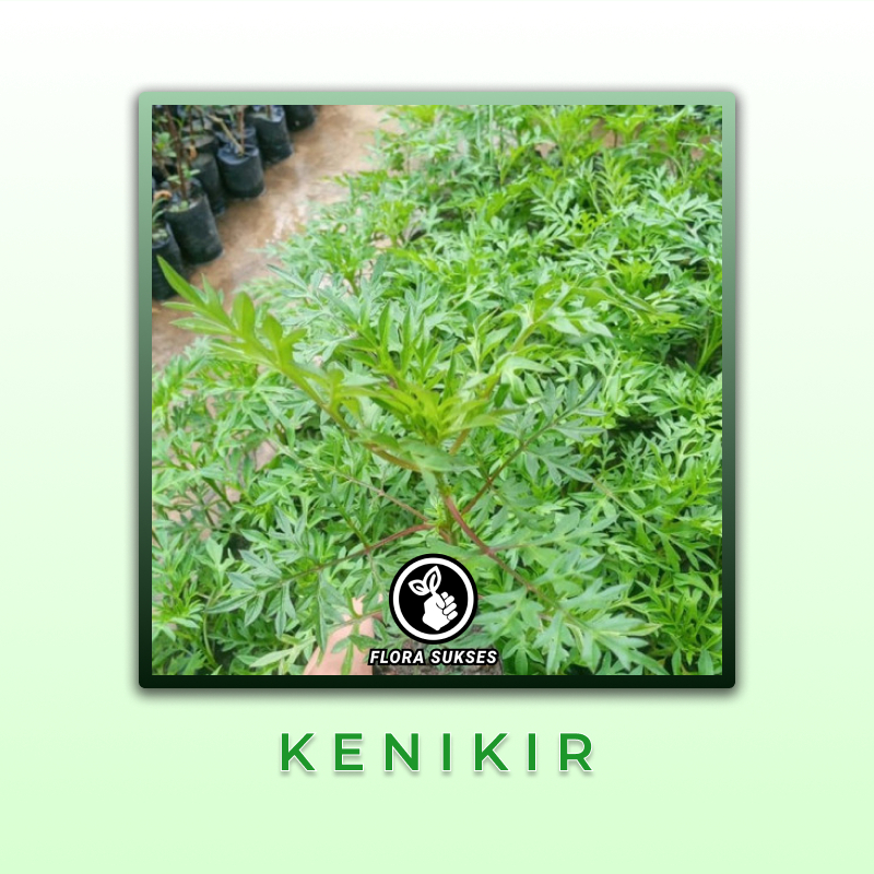 Jual Bibit Tanaman Daun Kenikir ( Cosmos Plant ) Sayur Lalapan Randa ...