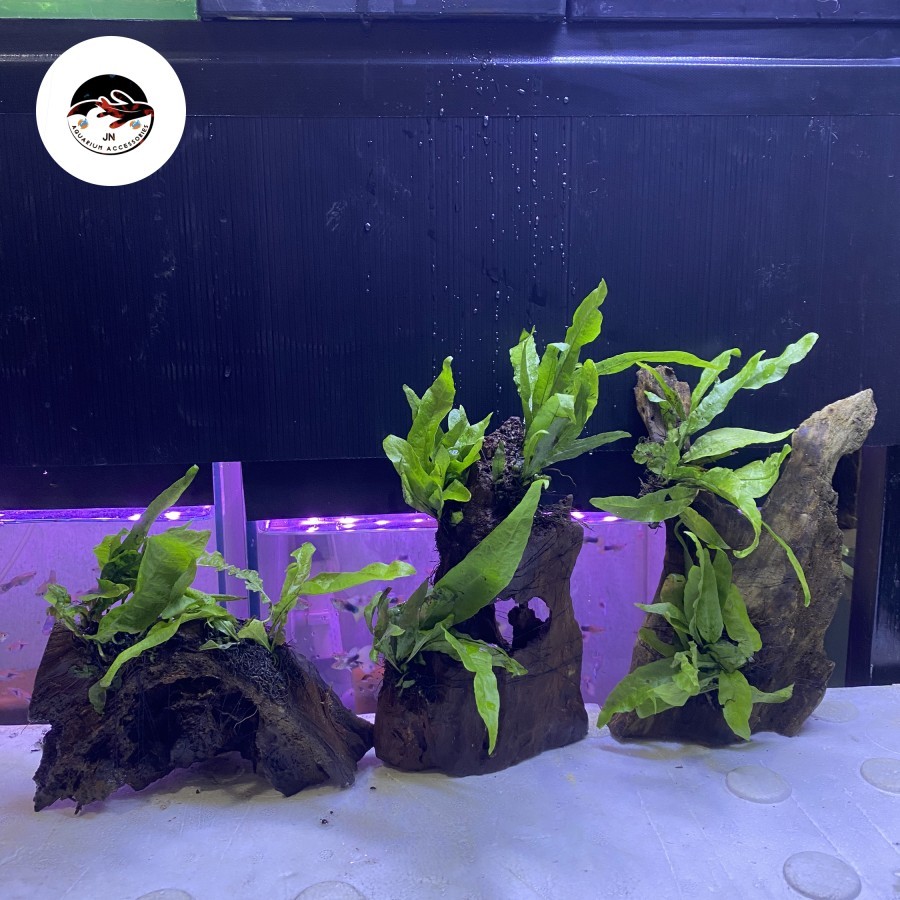Jual Hiasan Aquascape Aquarium Akar Rentek Media Tanaman Air | Shopee ...