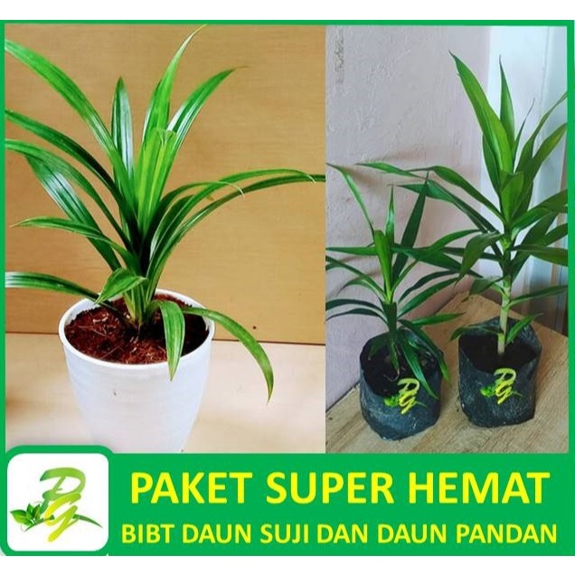 Jual Peerina Paket Super Hemat Bibit Tanaman Daun Pandan Wangi Dan Bibit Tanaman Daun Suji