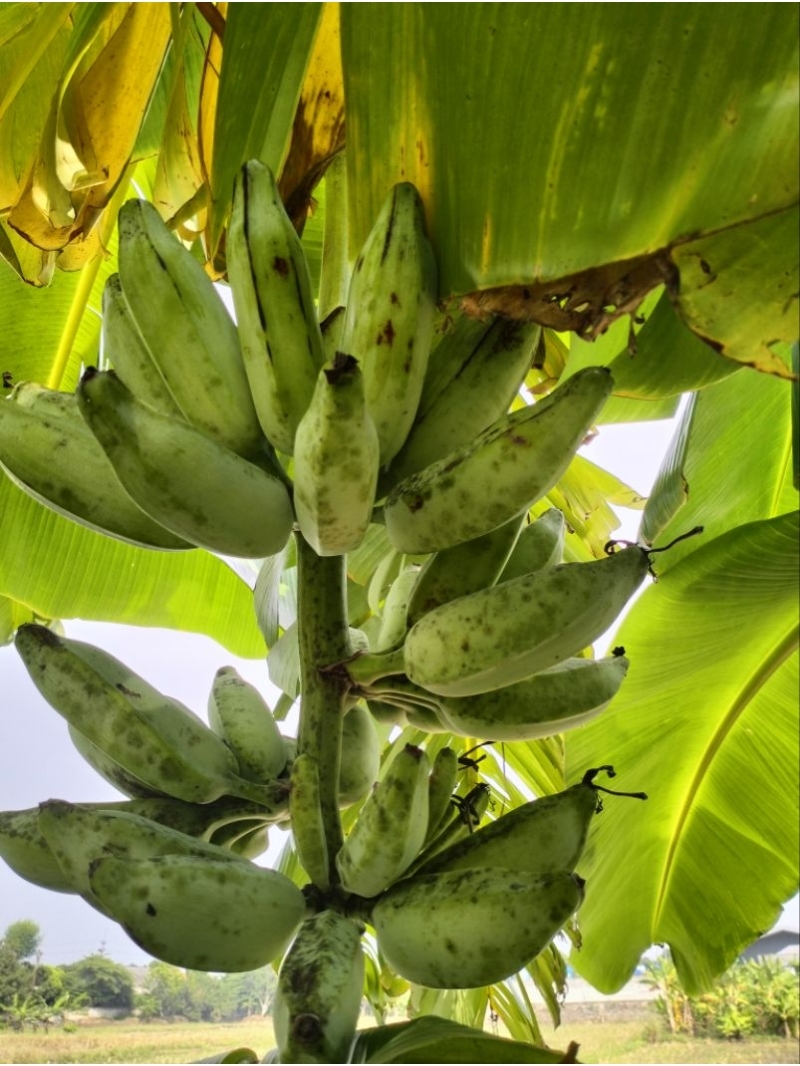 Jual Bibit pisang blue java banana / sobo awu | Shopee Indonesia