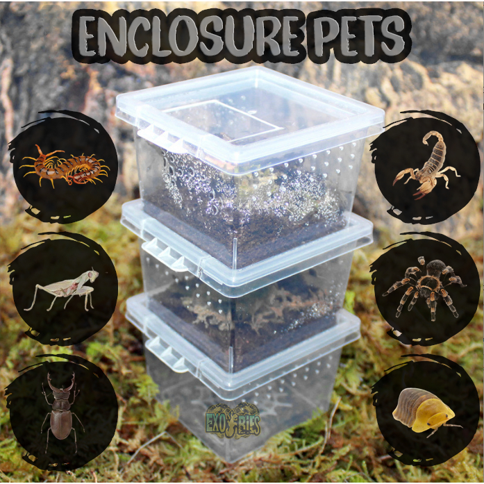 Jual Enclosure Tarantula Kandang Kalajengking Box Isopod Enclosure Box ...