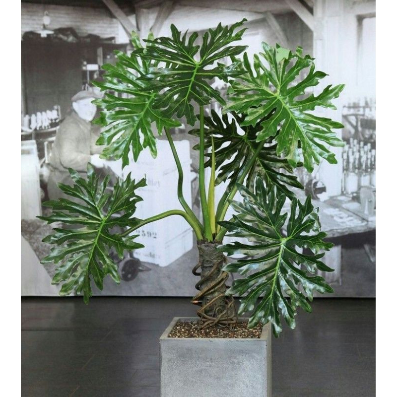 TANAMAN HIAS PHILODENDRON SELLOUM UKURAN TINGGI ±1 METER - TANAMAN HIAS HIDUP PHILODENDRON HIASAN RUMAH