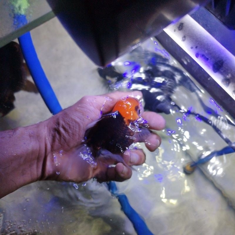 Jual ikan koki panda tri colour | Shopee Indonesia