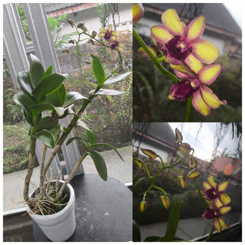Jual dendrobium rimbun | Shopee Indonesia